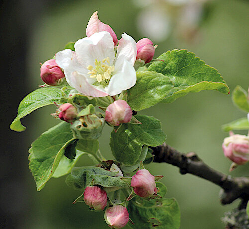 Apfelbaumblüte (Fotoquelle: © Toni Schmid)